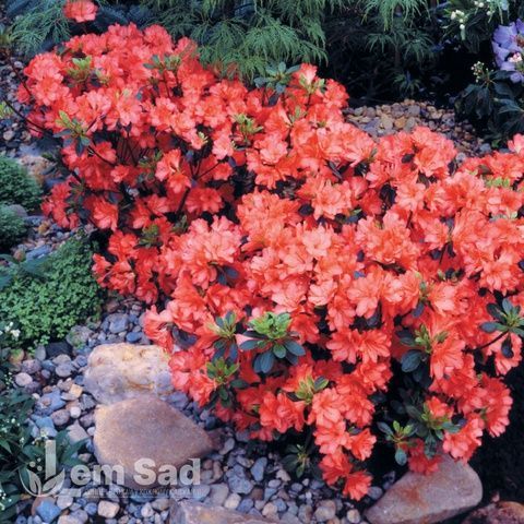Азалія японська Санта Марія (Azalea japonica Santa Maria) 20106 фото