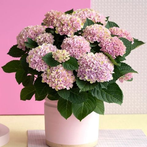 Гортензия крупнолистная Мэджикал Пати Тайм (Hydrangea macrophylla Magical Party Time) 20355 фото