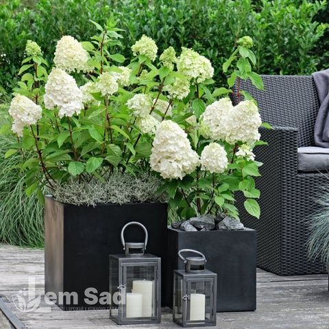 Гортензия метельчатая Мэджикал Монт Бланк (Hydrangea paniculata Magical Mont Blanc) 20405 фото