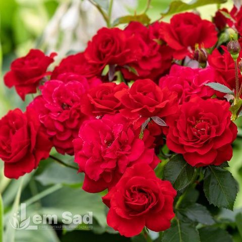 Троянда флорібунда Червона Ніна Вейбул (Rosa Nina Weibull) 50265 фото