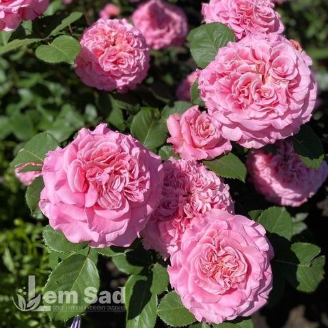 Роза чайно-гибридная Ева (Rosa Eva) 50241 фото