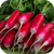 Семена редиса