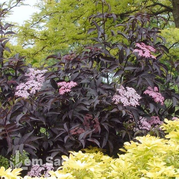 Бузина Блек Лейс (Sambucus nigra Black Lace) 20215 фото