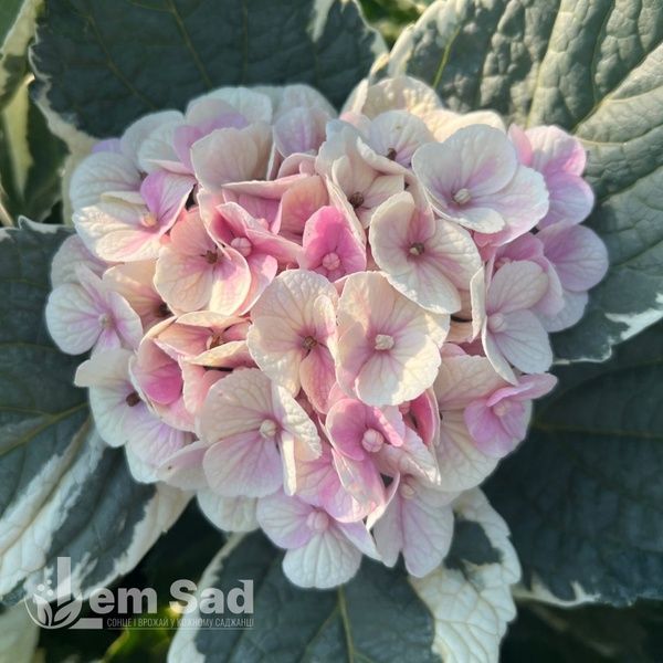 Гортензия крупнолистная Мэджикал Пати Тайм (Hydrangea macrophylla Magical Party Time) 20355 фото