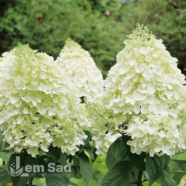 Гортензия метельчатая Мэджикал Монт Бланк (Hydrangea paniculata Magical Mont Blanc) 20405 фото