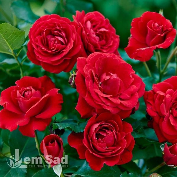 Роза флорибунда Красная Нина Вейбул (Rosa Nina Weibull) 50265 фото