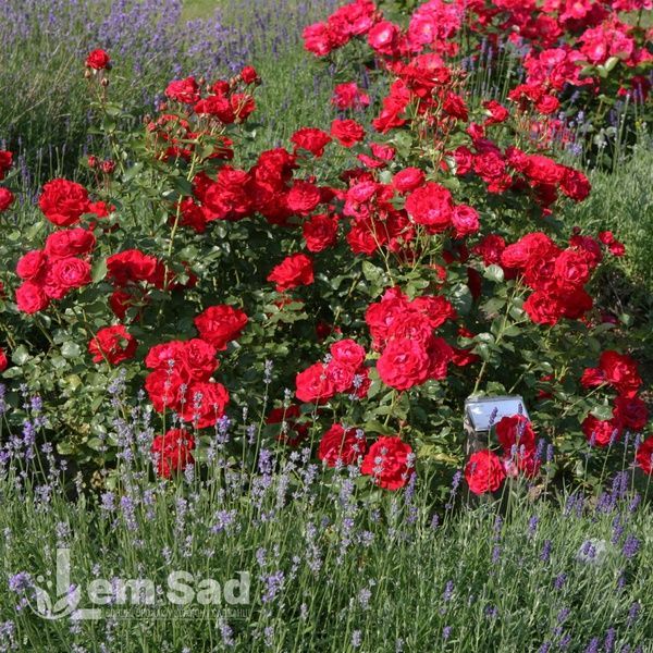 Роза флорибунда Красная Нина Вейбул (Rosa Nina Weibull) 50265 фото