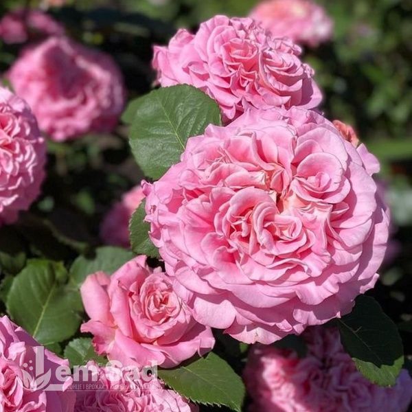 Роза чайно-гибридная Ева (Rosa Eva) 50241 фото