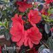 Азалия японская Санта Мария (Azalea japonica Santa Maria) 20106 фото 2