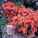 Азалия японская Санта Мария (Azalea japonica Santa Maria) 20106 фото 1