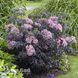 Бузина Блек Лейс (Sambucus nigra Black Lace) 20215 фото 1