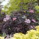 Бузина Блек Лейс (Sambucus nigra Black Lace) 20215 фото 2