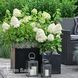 Гортензия метельчатая Мэджикал Монт Бланк (Hydrangea paniculata Magical Mont Blanc) 20405 фото 1
