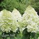 Гортензия метельчатая Мэджикал Монт Бланк (Hydrangea paniculata Magical Mont Blanc) 20405 фото 2