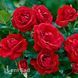 Роза флорибунда Красная Нина Вейбул (Rosa Nina Weibull) 50265 фото 3