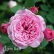 Роза чайно-гибридная Ева (Rosa Eva) 50241 фото 3
