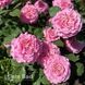Роза чайно-гибридная Ева (Rosa Eva) 50241 фото 1