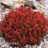 Барбарис Тунберга Лютін Руж (Berberis thunbergii Lutin Rouge) 20157 фото