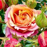 Троянда чайно-гібридна Черрі Бренді (Rosa Cherry Brandy) 50024 фото