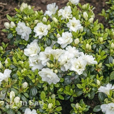 Азалія японська Шнееперле (Azalea japonica Schneeperle) 20107 фото