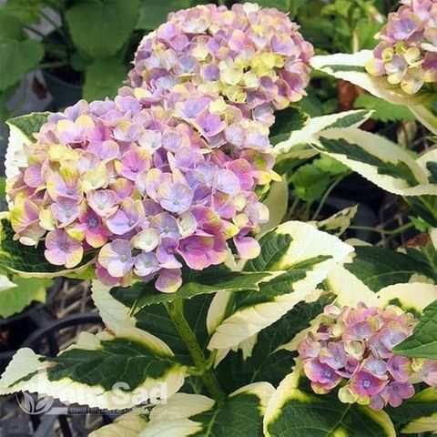 Гортензия крупнолистная Мэджикал Сноутайм (Hydrangea macrophylla Magical Snowtime) 20356 фото