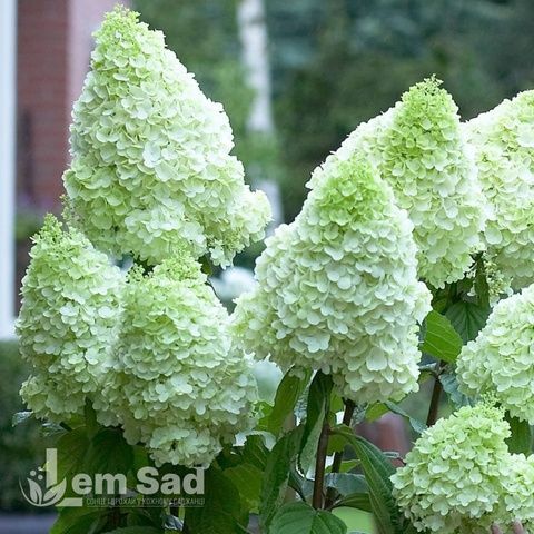 Гортензия метельчатая Мэджикал Мунлайт (Hydrangea paniculata Magical Moonlight) 20406 фото