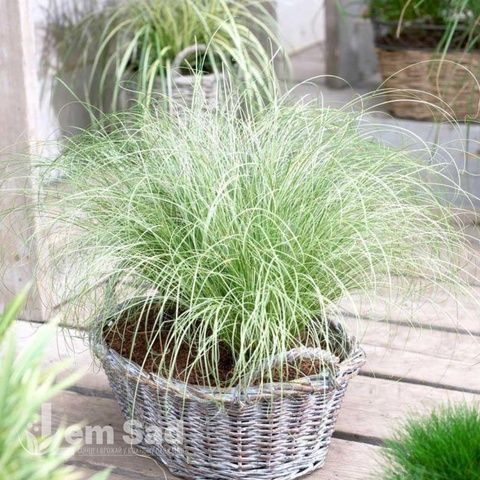 Осока Фростед Керлс (Carex comans Frosted Curls) 20056 фото