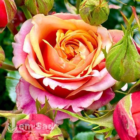 Троянда чайно-гібридна Черрі Бренді (Rosa Cherry Brandy) 50024 фото