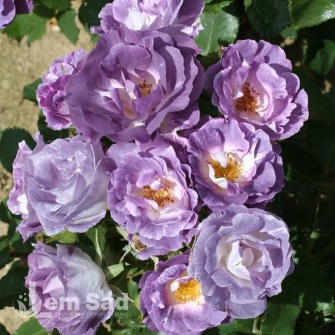 Троянда флорібунда Блю фо Ю (Rosa Blue for You) 50266 фото