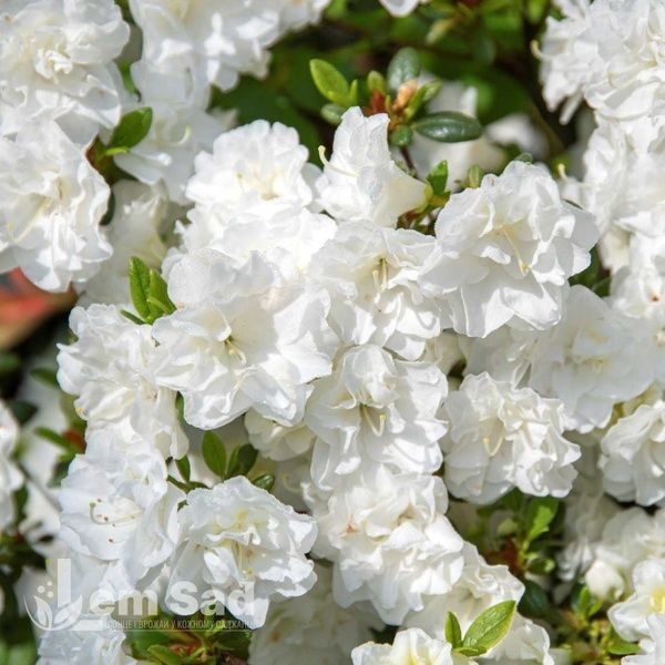 Азалия японская Шнееперле (Azalea japonica Schneeperle) 20107 фото
