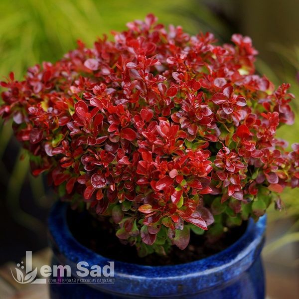 Барбарис Тунберга Лютін Руж (Berberis thunbergii Lutin Rouge) 20157 фото