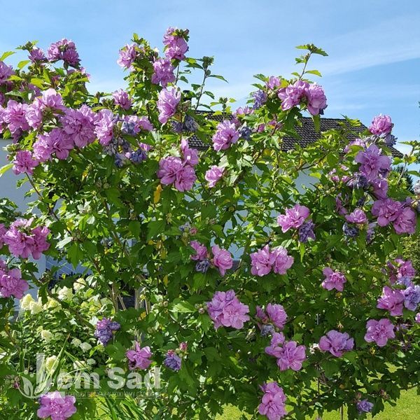Гібіскус сирійський Ardens 20007 фото