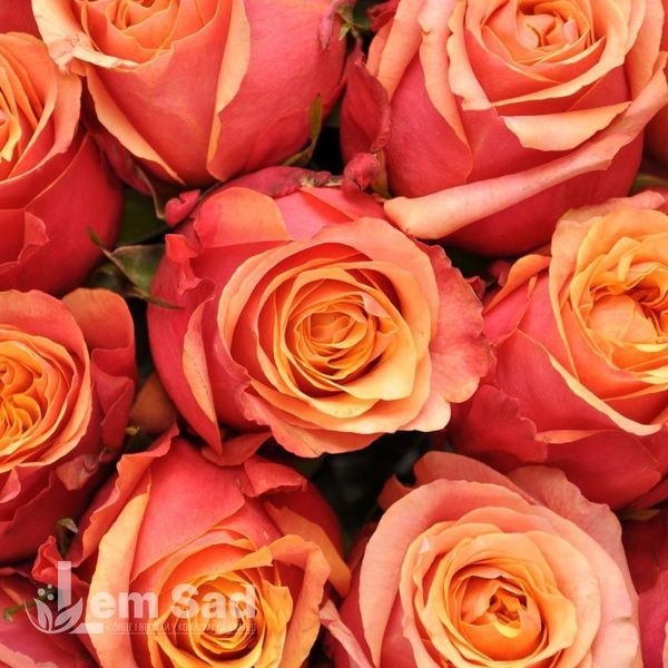 Роза чайно-гибридная Черри Бренди (Rosa Cherry Brandy) 50024 фото