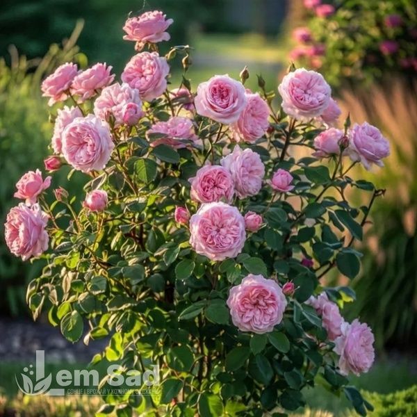 Роза чайно-гибридная Пинк Охара (Rosa Pink O'Hara) 50227 фото