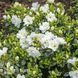 Азалия японская Шнееперле (Azalea japonica Schneeperle) 20107 фото 1