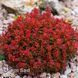 Барбарис Тунберга Лютін Руж (Berberis thunbergii Lutin Rouge) 20157 фото 1