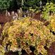 Гейхерелла Голд Зебра (Heucherella Gold Zebra) 20307 фото 1