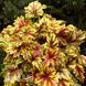 Гейхерелла Голд Зебра (Heucherella Gold Zebra) 20307 фото 2