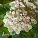 Гортензія великолиста Меджикал Сноутайм (Hydrangea macrophylla Magical Snowtime) 20356 фото 2