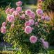 Роза чайно-гибридная Пинк Охара (Rosa Pink O'Hara) 50227 фото 3