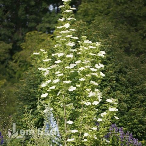 Бузина чорна Обеліск (Sambucus nigra Obelisk) 20217 фото