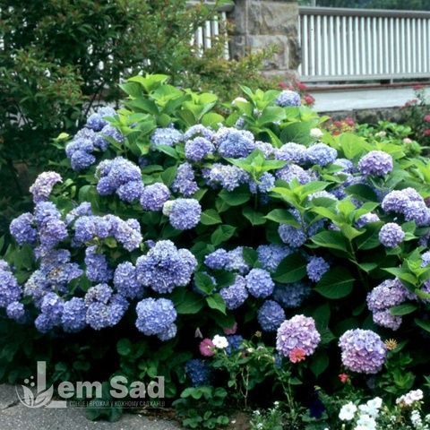 Гортензия крупнолистная Никко Блу (Hydrangea macrophylla Nikko Blue) 20357 фото