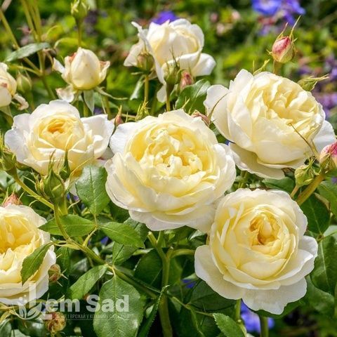 Роза английская Белая Сенсация (Rosa Claire Austin) 50267 фото