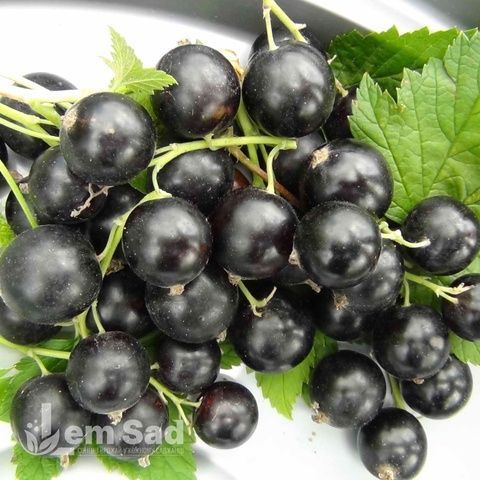 Смородина чорна Українка (Ribes nigrum Ukrainka) 30165 фото
