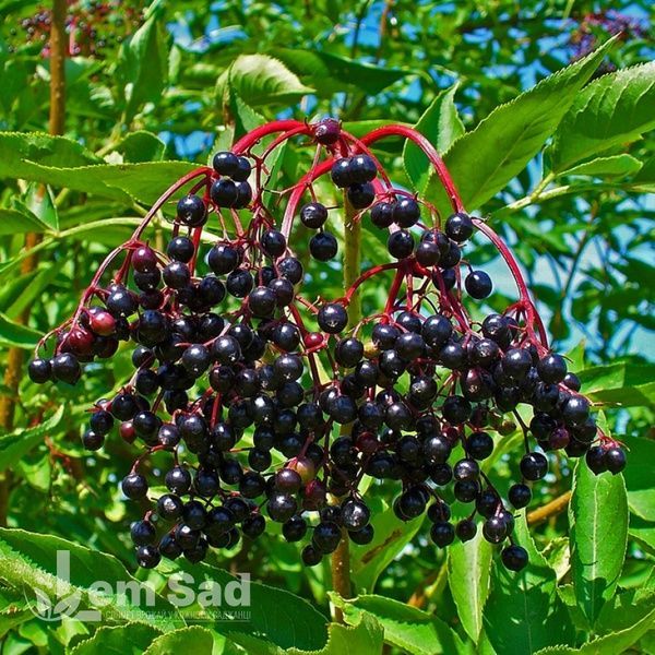 Бузина чорна Обеліск (Sambucus nigra Obelisk) 20217 фото