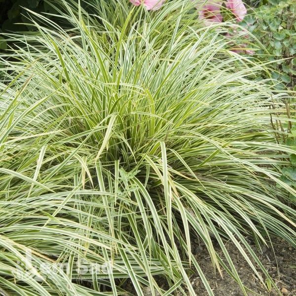 Осока Голдбенд (Carex morrowii Goldband) 20057 фото