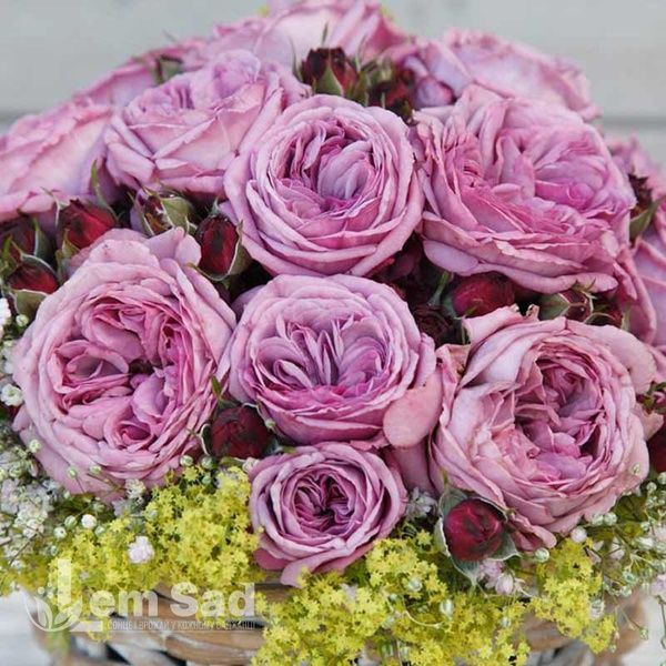Роза чайно-гибридная Блу Скай Фри (Rosa Blue Sky Free) 50231 фото