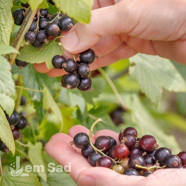Смородина черная Украинка (Ribes nigrum Ukrainka) 30165 фото