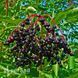 Бузина чорна Обеліск (Sambucus nigra Obelisk) 20217 фото 2