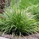 Осока Голдбенд (Carex morrowii Goldband) 20057 фото 1